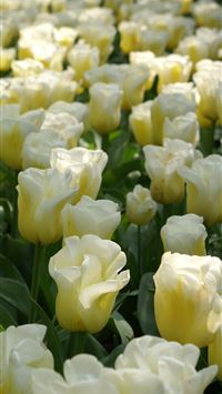 Tulip Fields of Netherlands wallpaper