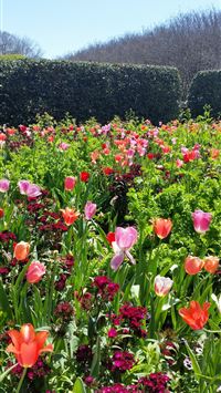 Tulip Fields of Netherlands wallpaper