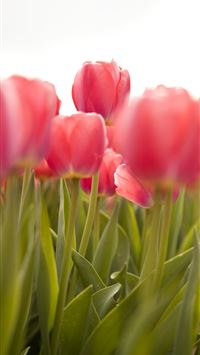 Tulip Fields of Netherlands wallpaper