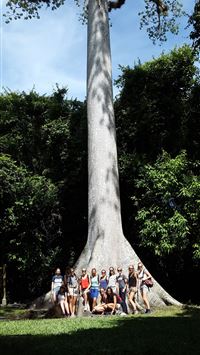 La Ceiba the national tree of Guatemala JungleAdve... wallpaper