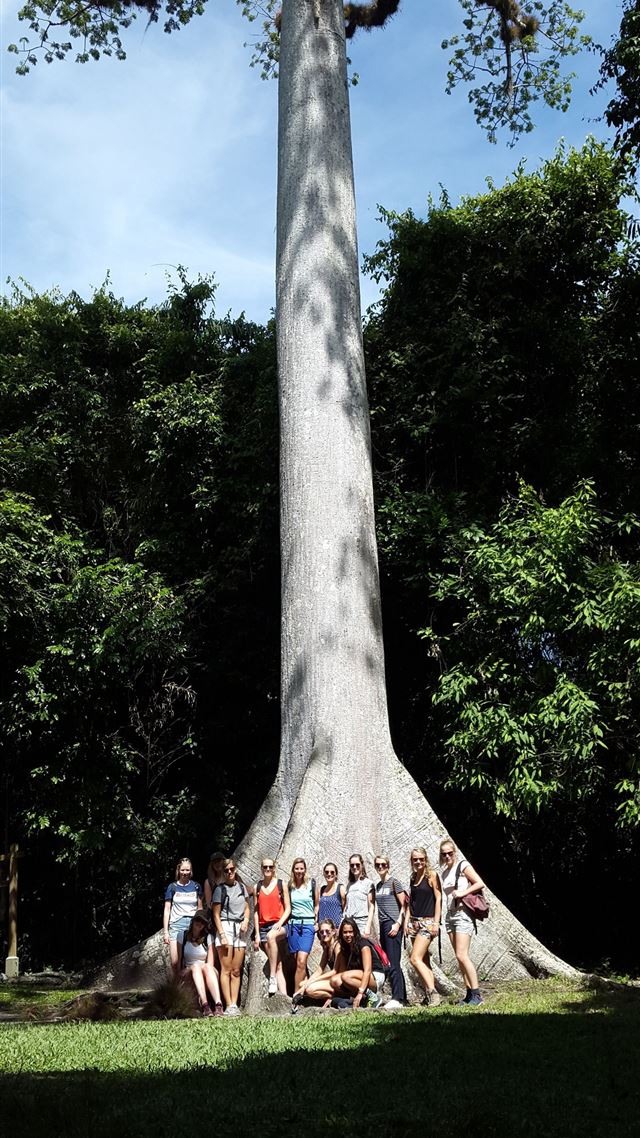 1080x1920 La Ceiba the national tree of Guatemala JungleAdve... - 100 most beautiful places to visit iPhone 8 Wallpaper