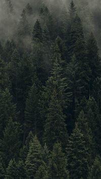 Stone Forest wallpaper