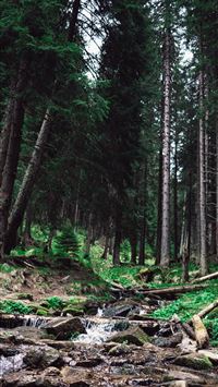 Stone Forest wallpaper