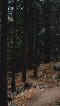 Stone Forest wallpaper