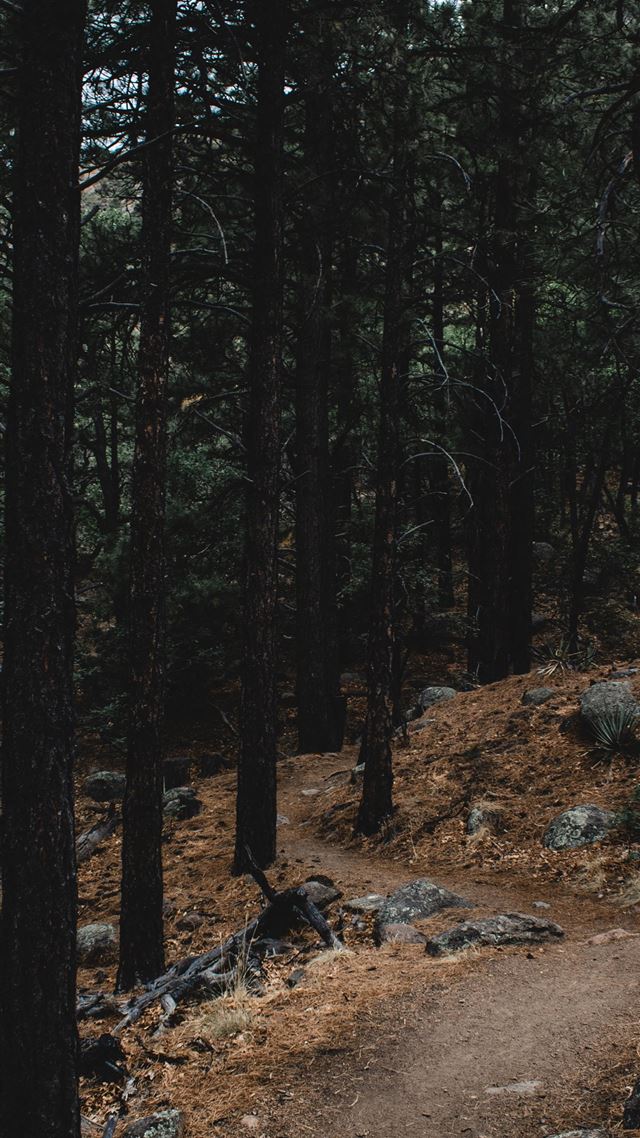 1080x1920 Stone Forest - 100 most beautiful places to visit iPhone 8 Wallpaper