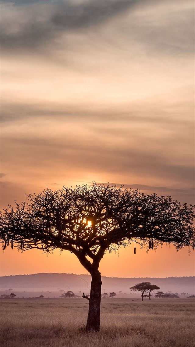 1080x1920 Sunset in Serengeti Tanzania 5203 x - serengeti iPhone 8 Wallpaper