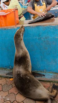 Galapagos Islands wallpaper