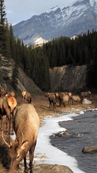 Victoria Falls wallpaper