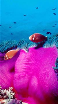 Pink skunk clownfish and sea anemone at the Great ... wallpaper