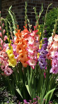 Great Barrier Reef wallpaper