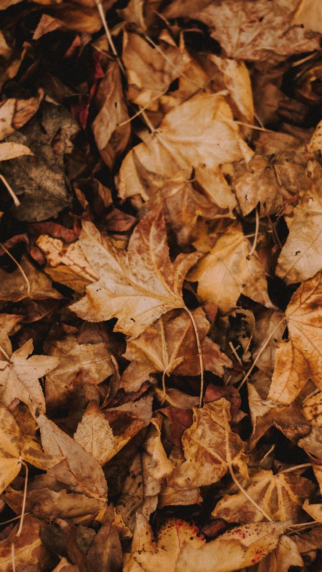 1080x1920 brown leaves - brown iPhone 8 Wallpaper