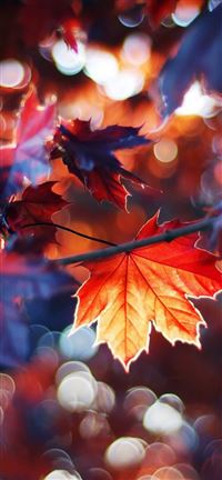 300 Best Of Leaves Hd Wallpapers For Your Iphone 5scse Page 1