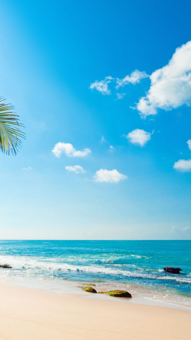 Tropical Sunshine iPhone se Wallpaper Download | iPhone Wallpapers ...