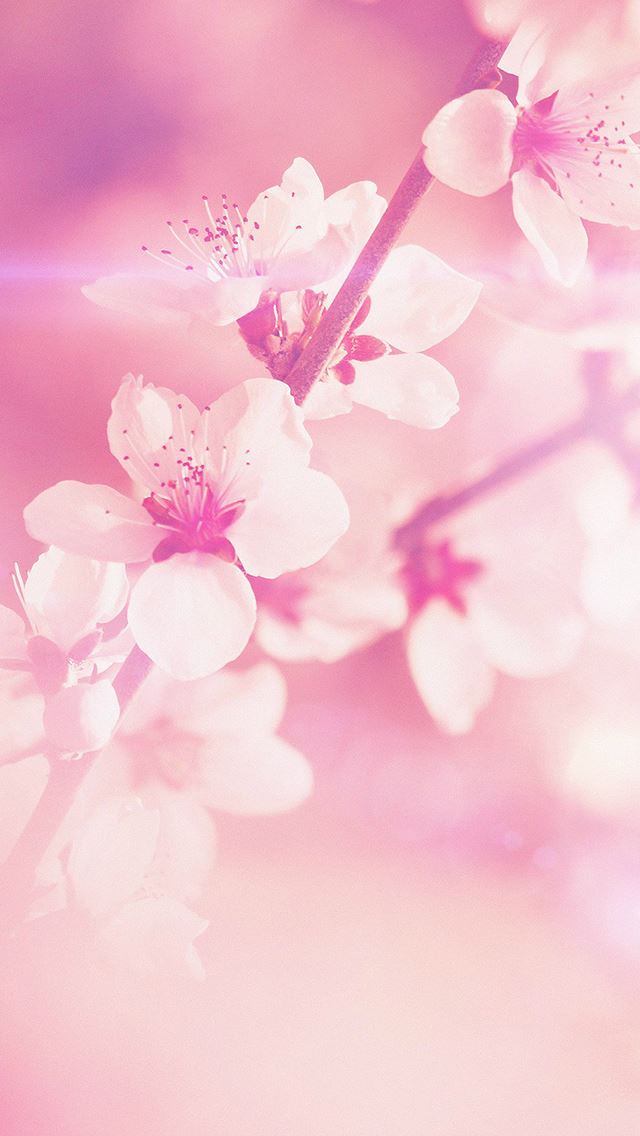 Flower Pink Cherry Blossom Flare Nature iPhone se Wallpapers Free Download