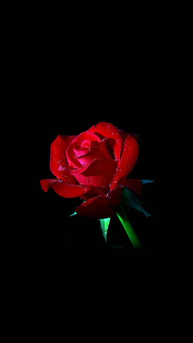 Red Rose Dark Flower Nature Iphone Se Wallpaper Download Iphone