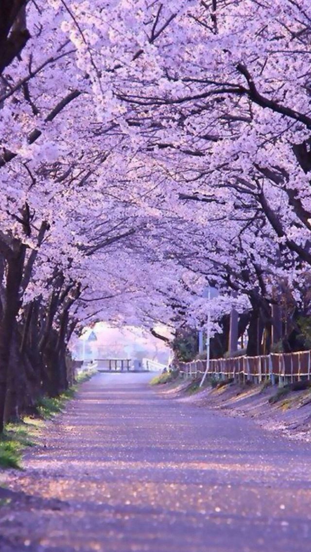 Sakura Blossom Street iPhone se Wallpaper Download | iPhone Wallpapers ...