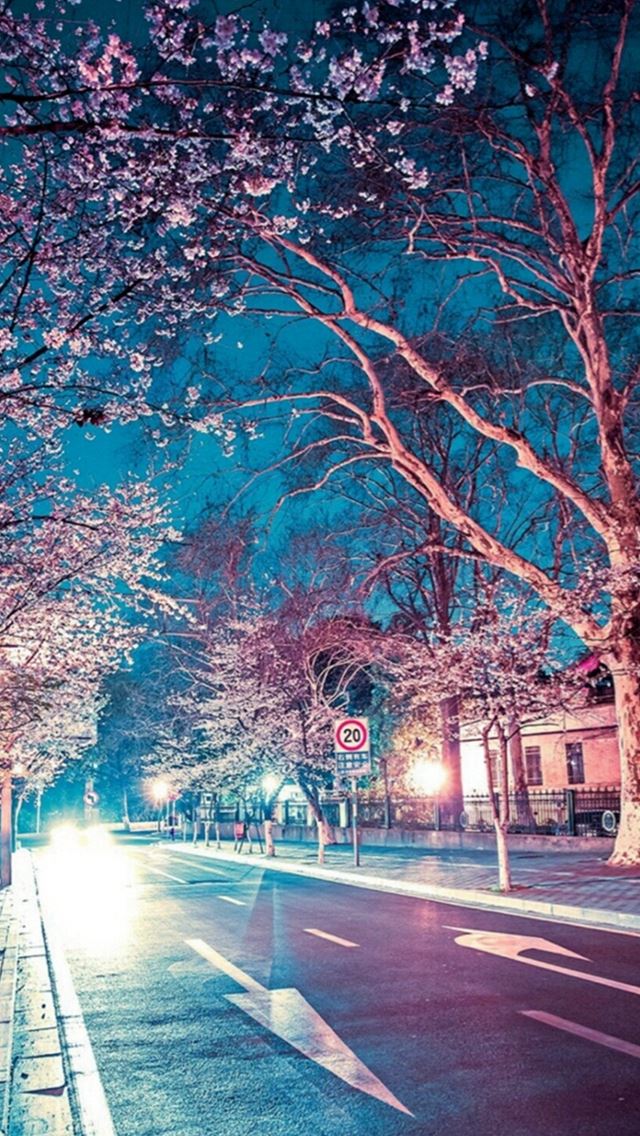 Japanese Street Cherry Blossom Night Scenery Iphone Se Wallpaper