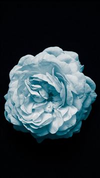 Flower Center Blue Minimal Simple iPhone 5(s/c)~se wallpaper