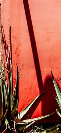Complimentary Succulents iPhone 5(s/c)~se wallpaper