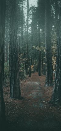 Foggy walk in Yosemite iPhone 5(s/c)~se wallpaper