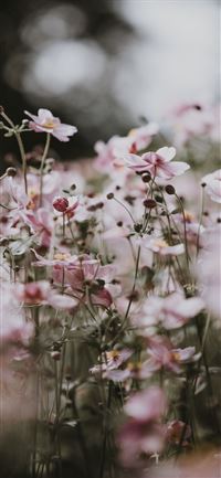 Pastel pink flowers iPhone 5(s/c)~se wallpaper