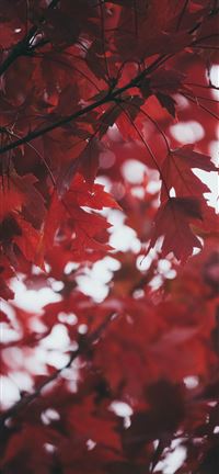 Deep Red Leaves iPhone 5(s/c)~se wallpaper