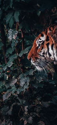 The beast in the jungle iPhone 5(s/c)~se wallpaper