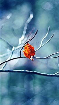 Before Winter Begins iPhone 5(s/c)~se wallpaper