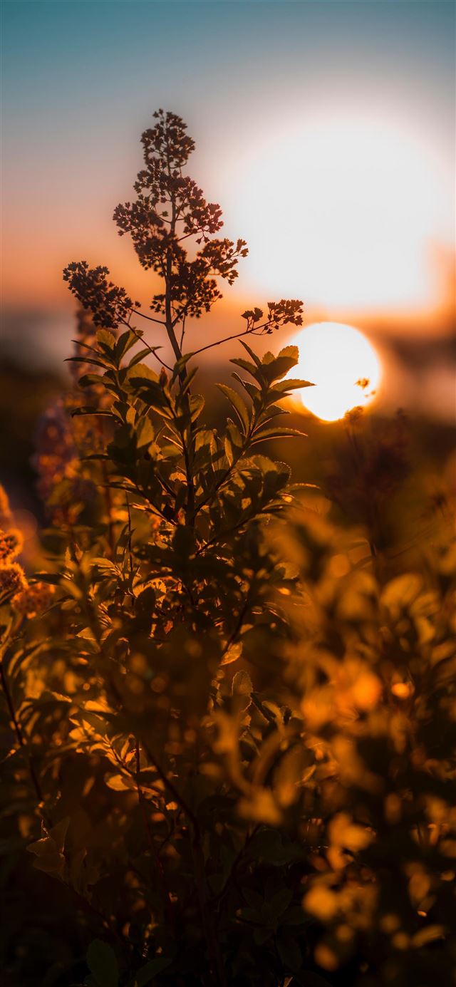 1080x1920 Sunrise at Acadia National Park - flower iPhone SE Wallpaper