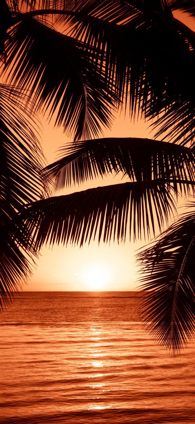 1080x1920 The Palms -  iPhone SE Wallpaper