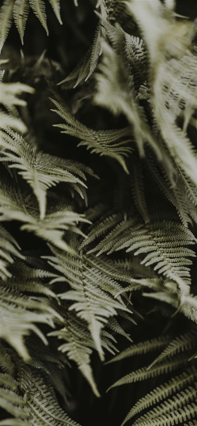 1080x1920 Green ferns - green iPhone SE Wallpaper