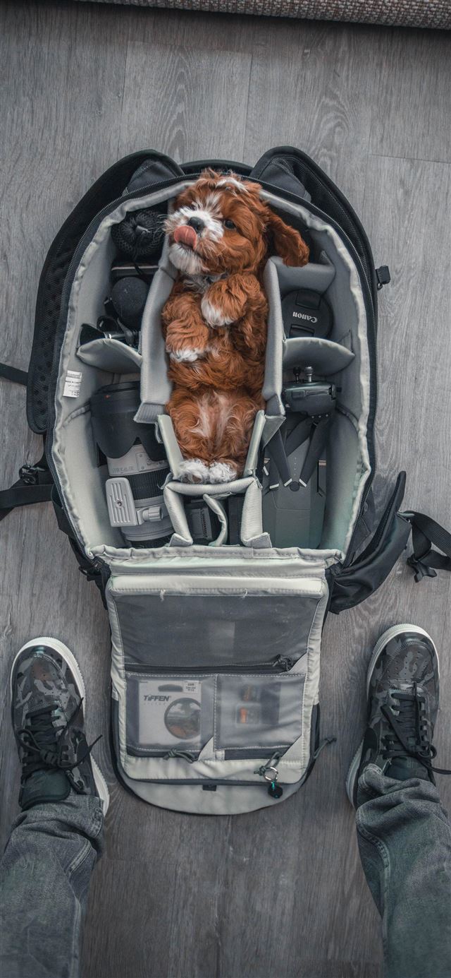 1080x1920 dog - cute iPhone SE Wallpaper