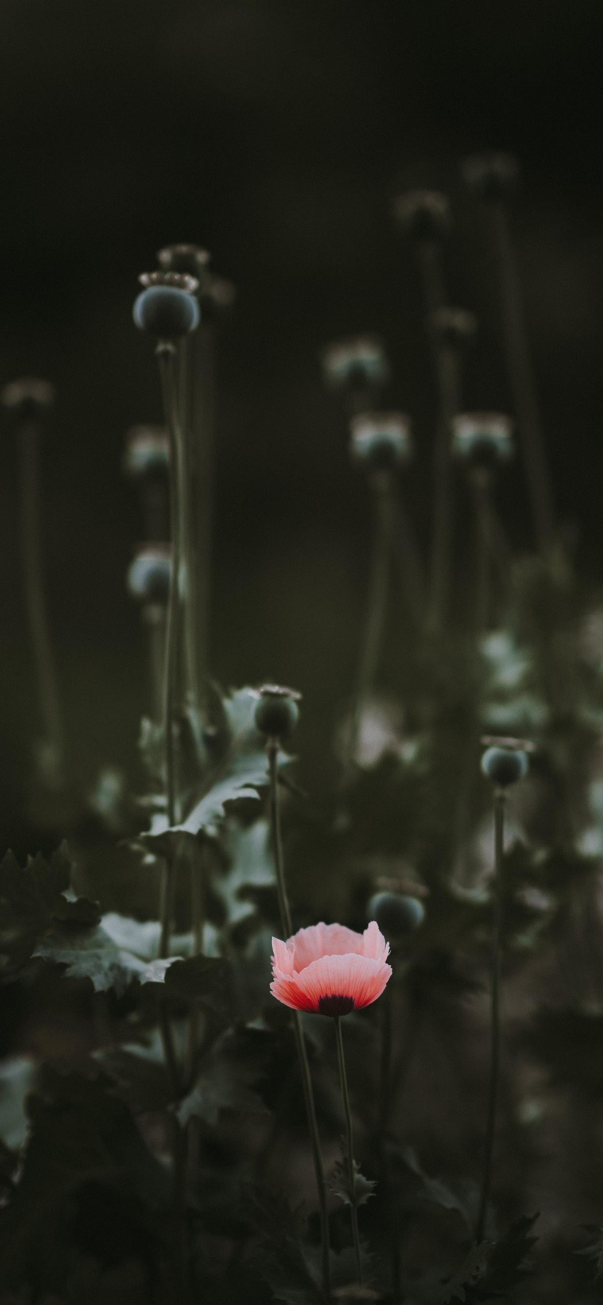 Pink Poppy with blank space iPhone SE Wallpapers Free Download