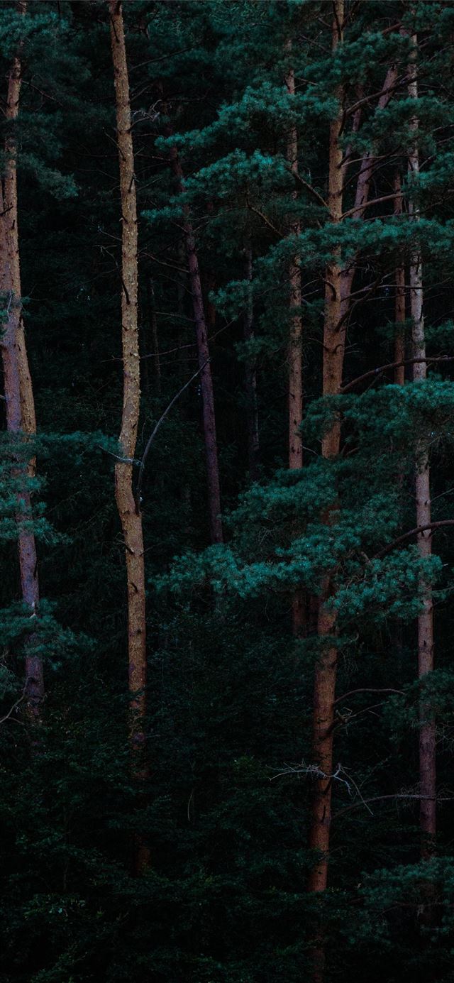 1080x1920 Trees - summer iPhone SE Wallpaper