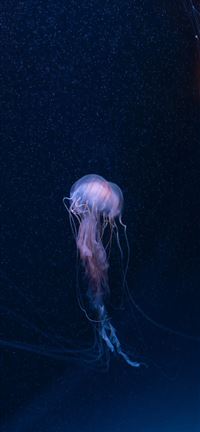 SEA LIFE Brighton  Sussex  United Kingdom wallpaper