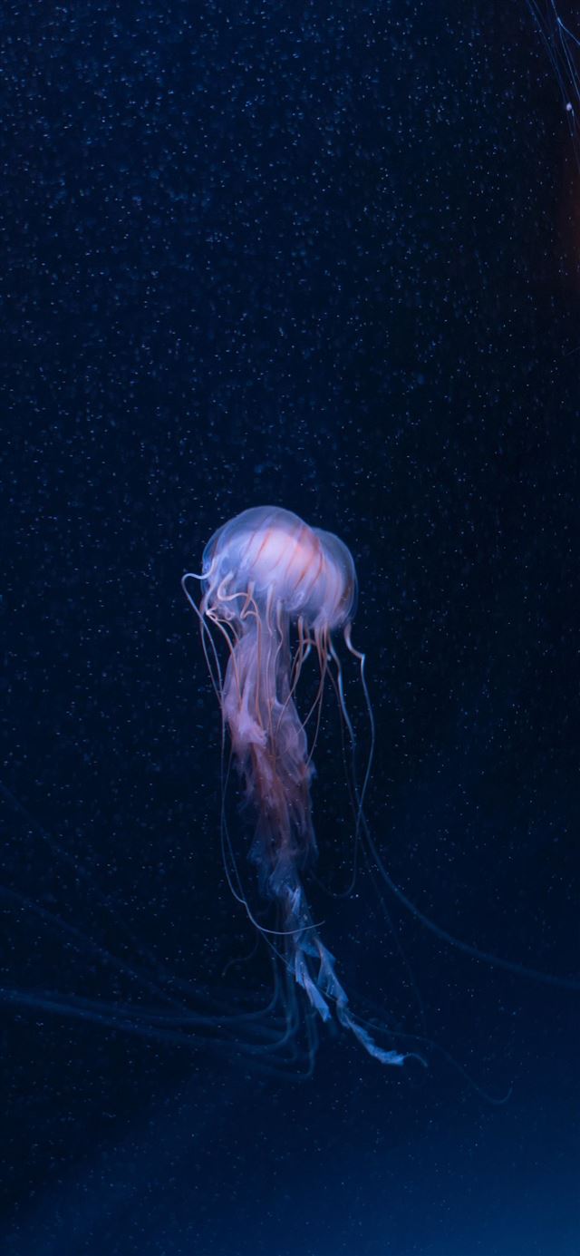 1080x1920 SEA LIFE Brighton  Sussex  United Kingdom - sea life brighton iPhone SE Wallpaper