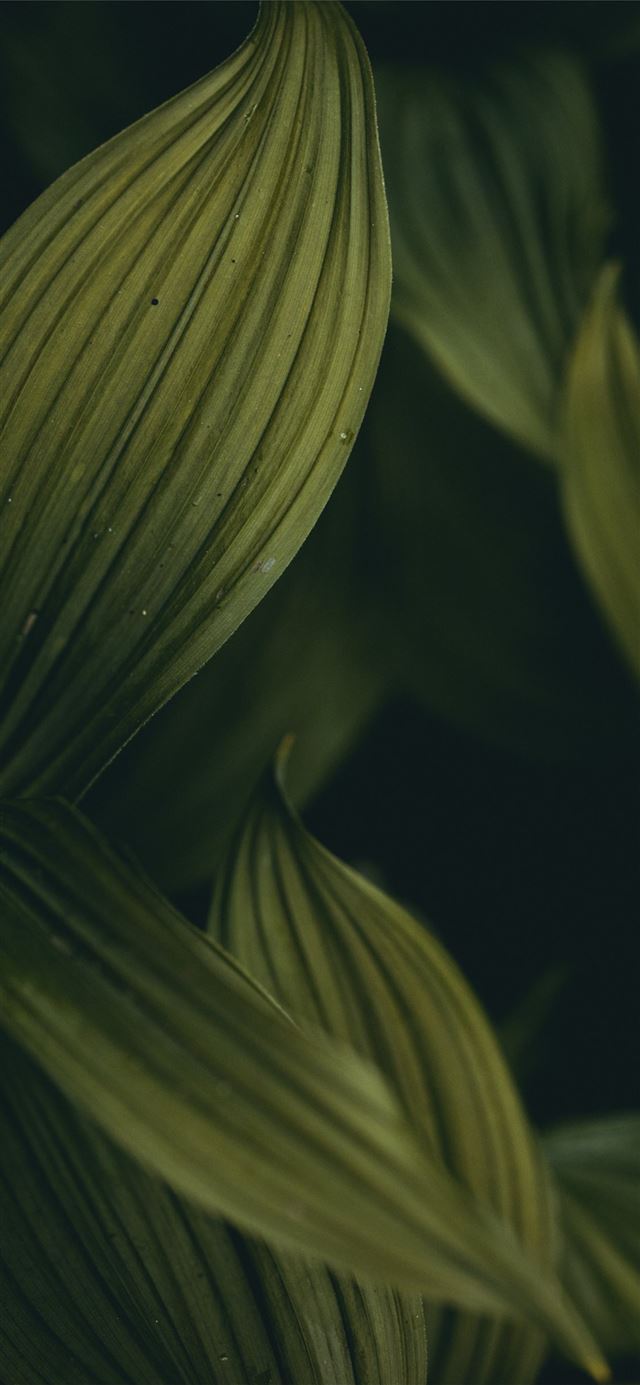 1080x1920 dark groves - bush iPhone SE Wallpaper