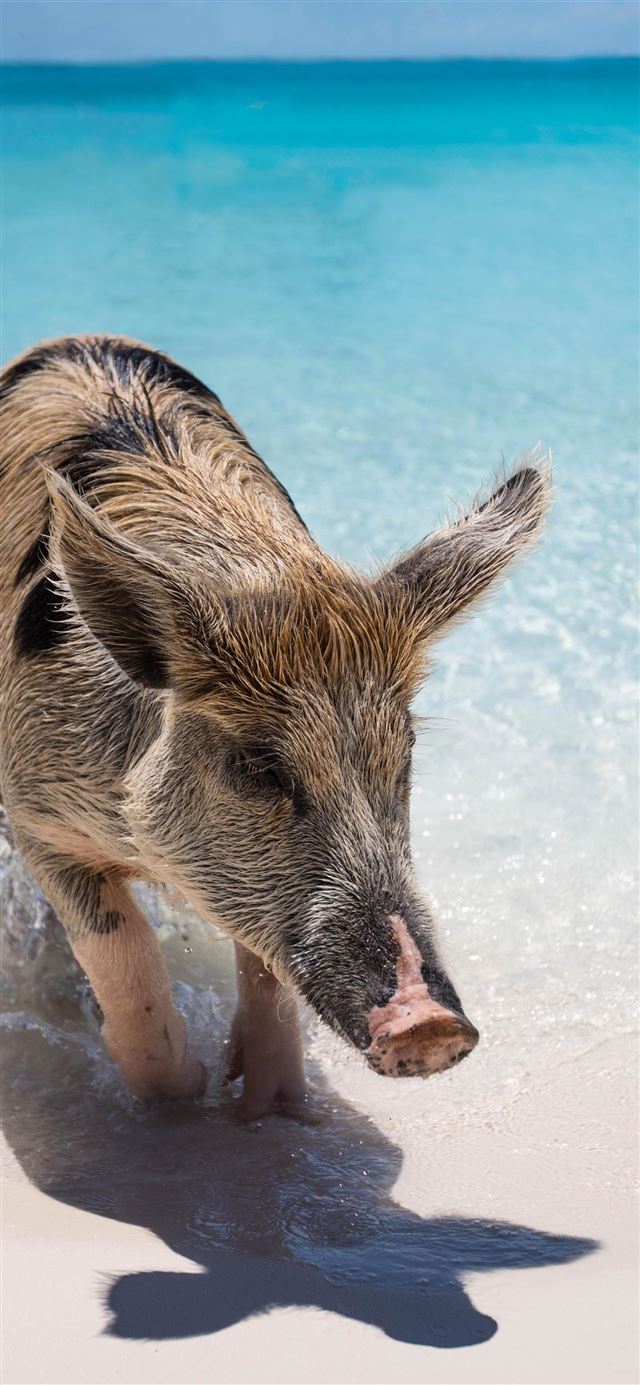 1080x1920 Exuma  The Bahamas - animal iPhone SE Wallpaper