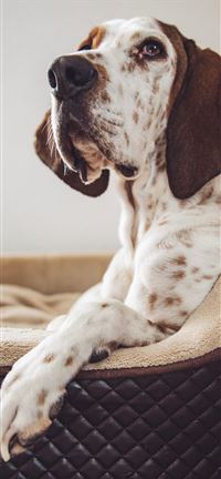 Aramis Part II wallpaper