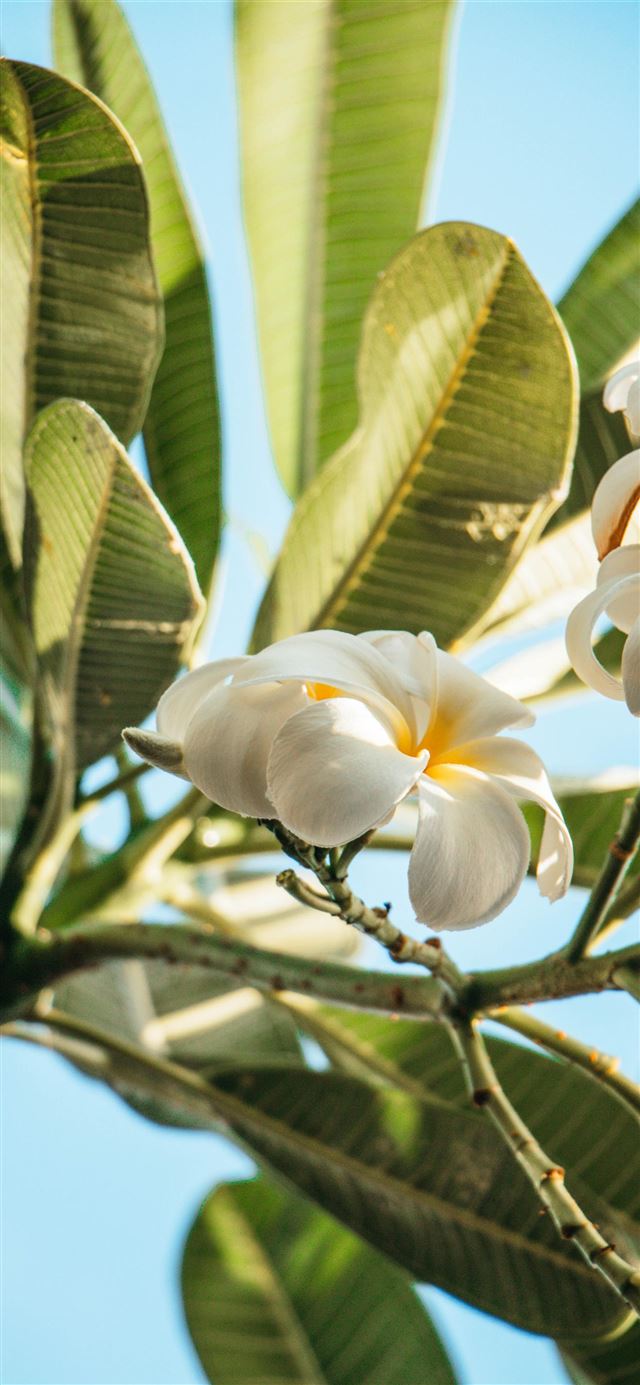 1080x1920 The smell of Hawaii - sky iPhone SE Wallpaper