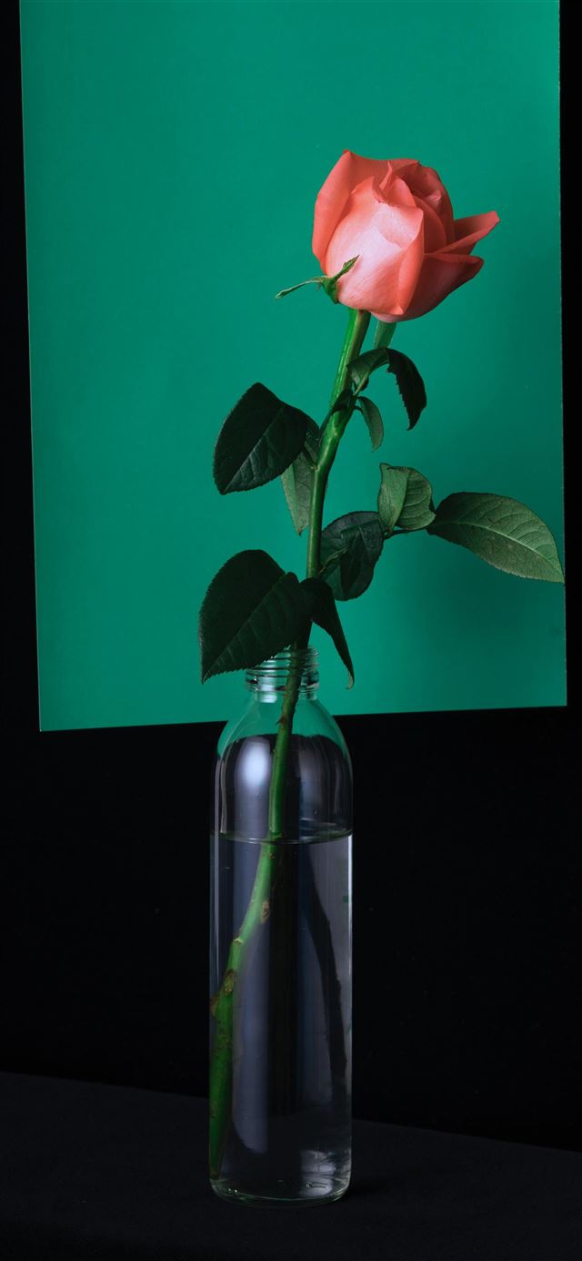 1080x1920 vase - flower iPhone SE Wallpaper