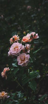 Roses wallpaper