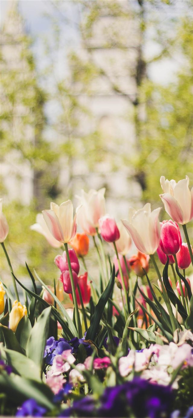 1080x1920 Temple Square in Spring - flower iPhone SE Wallpaper