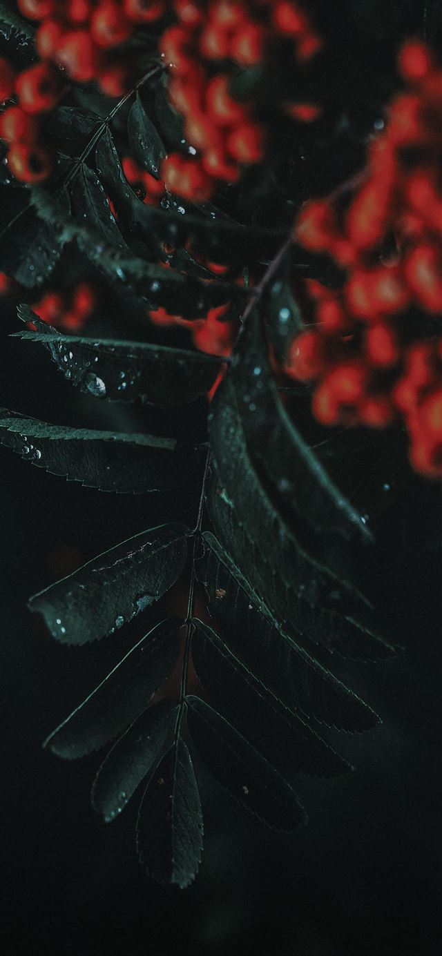 1080x1920 Rowan ash - plant iPhone SE Wallpaper