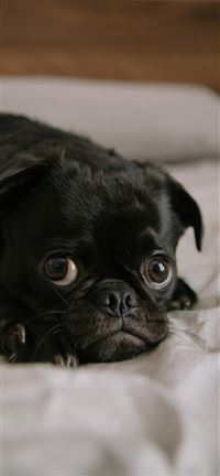 Toshi in the morning wallpaper