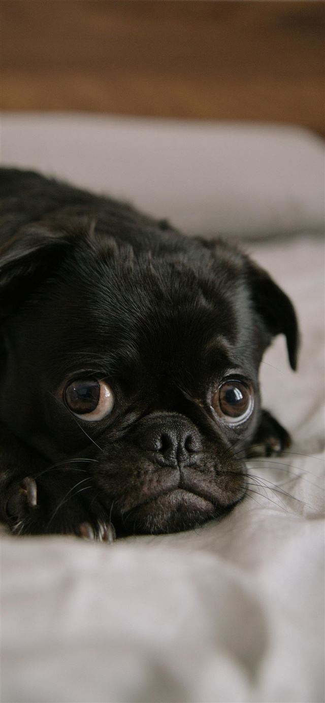 1080x1920 Toshi in the morning - animal iPhone SE Wallpaper