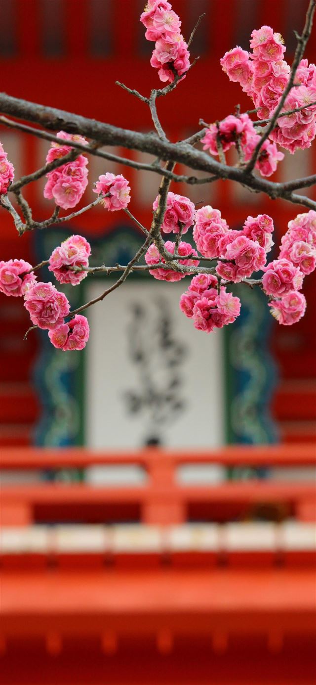 1080x1920 kiyomizu temple in a early morning - flower iPhone SE Wallpaper