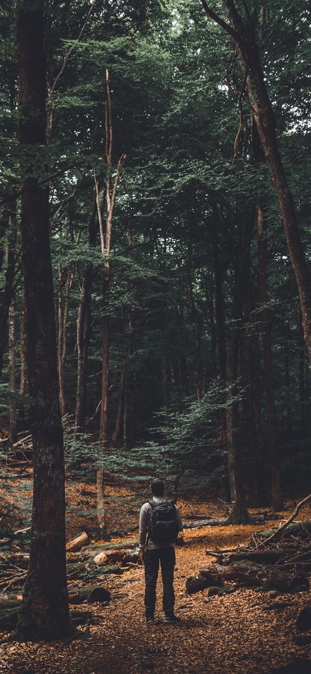 1080x1920 The beech forest - sweden iPhone SE Wallpaper