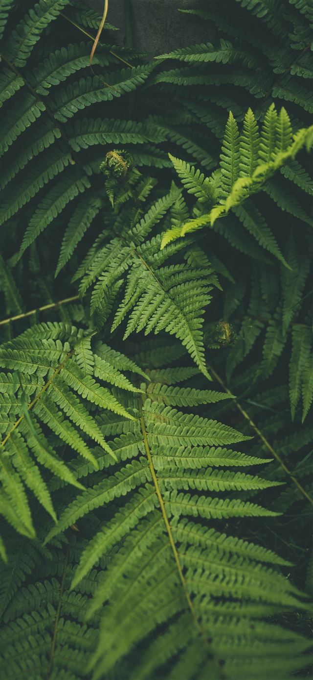 1080x1920 outdoor - dark (black) iPhone SE Wallpaper