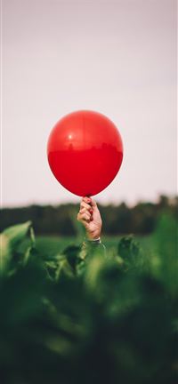 Biggest Tomato in the Field! wallpaper